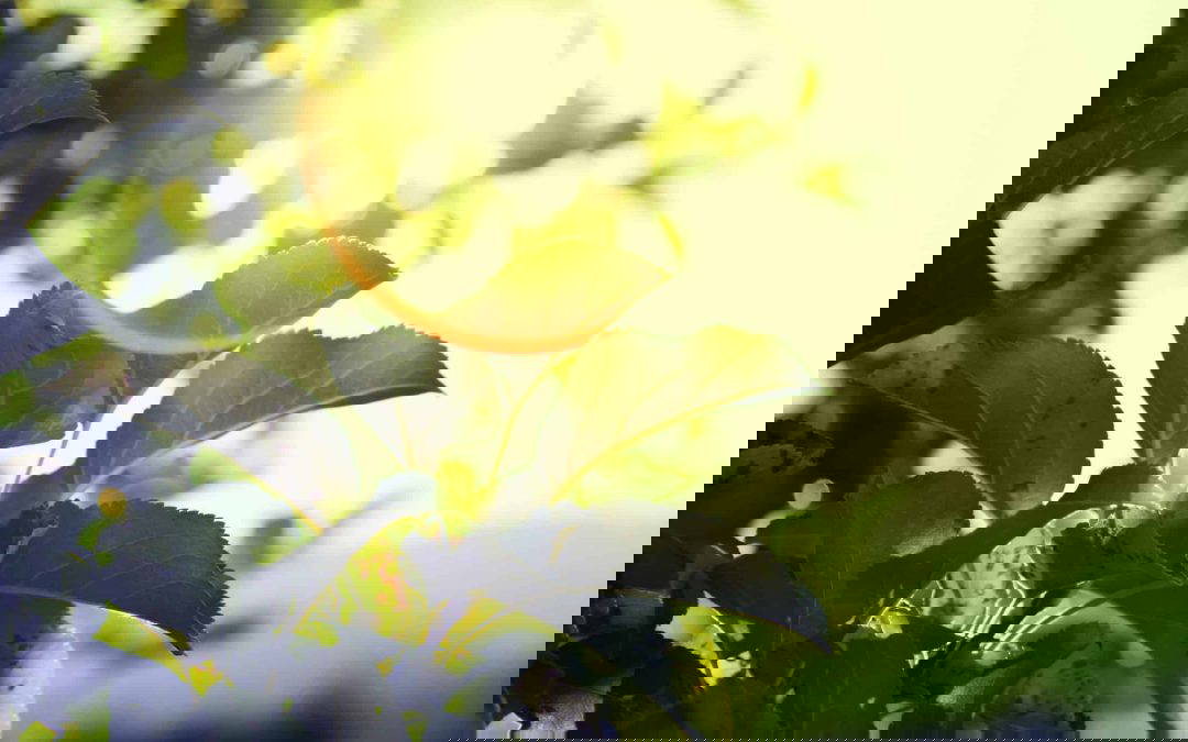 How Can I Get My Energy Performance Certificate (EPC) For RHI Approval?