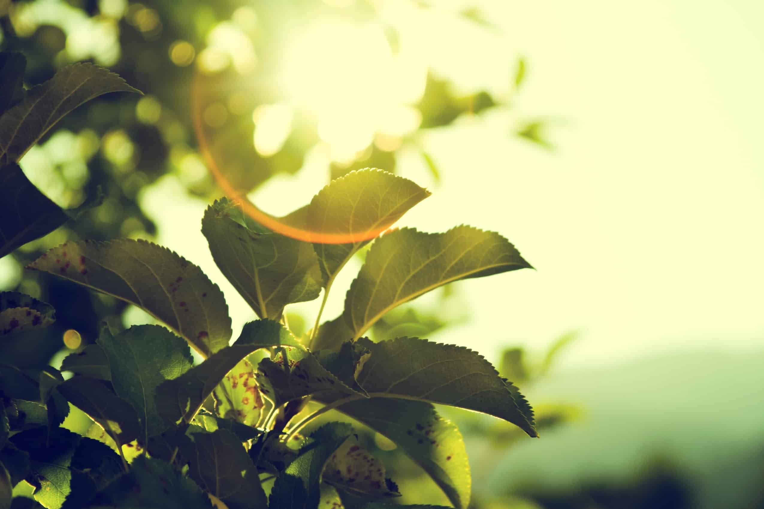 image of sunlight reflecting through tree leaves