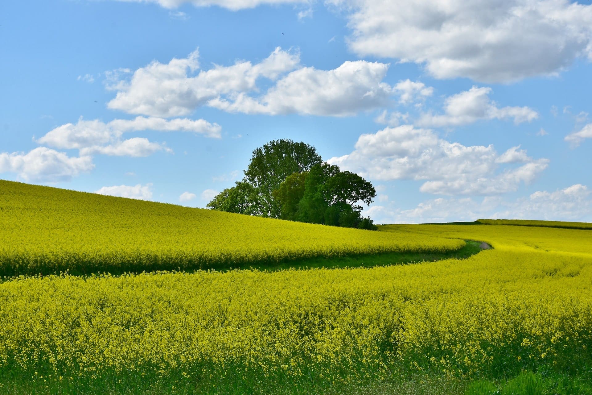 RHI eligibility, a green field with a tree in the middle and blue sky in the backdrop