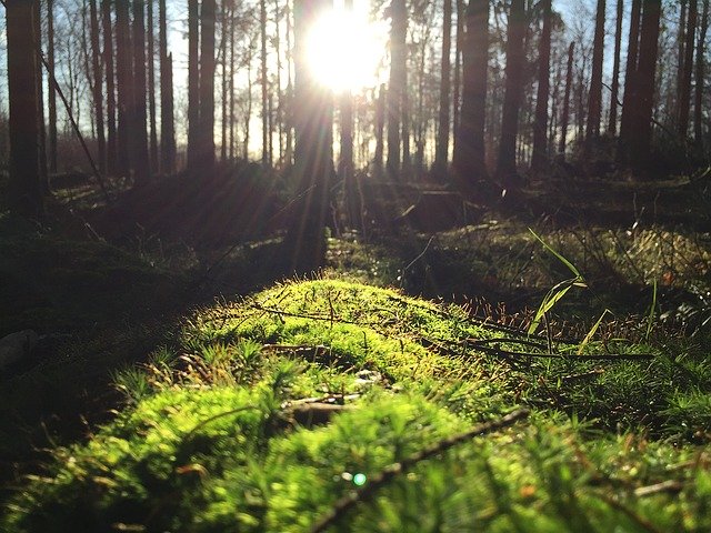image of sun rising in the woods depicting how ground source heat pumps extract heat from beneath the surface