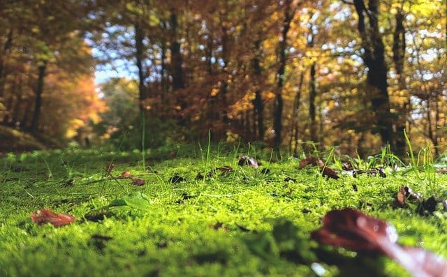 image of forest floor & ambient air suggesting how air source heat pump works