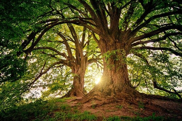 image of a tree representing biomass boiler installation in homes and businesses