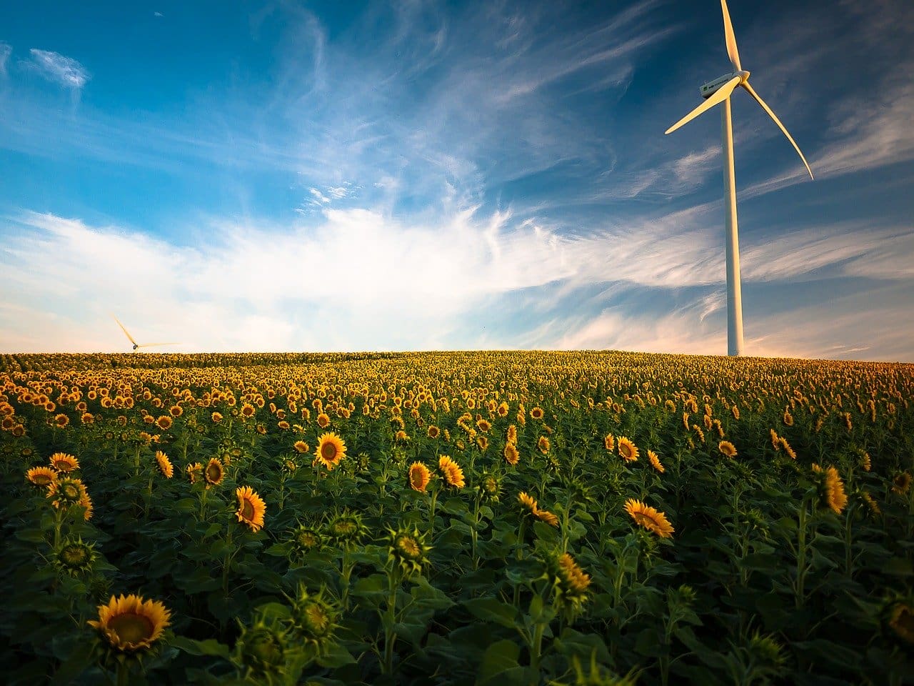 image of a sunflower field with windmill representing how businesses can benefit from renewable technology