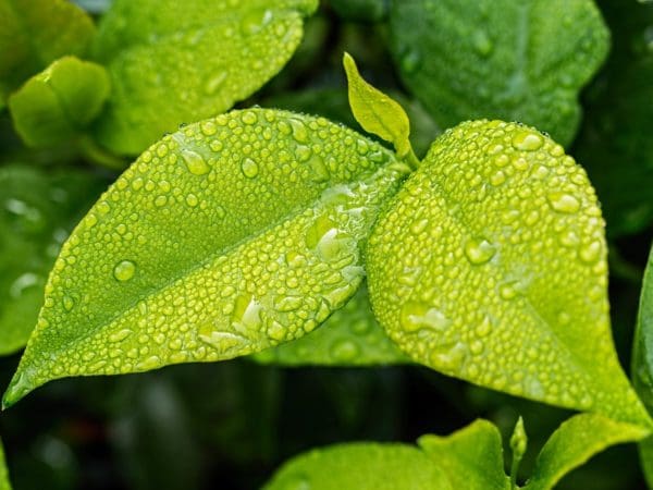 image of leaves with dew drops