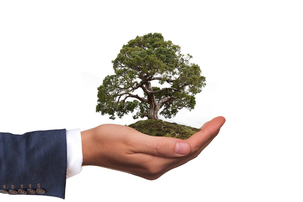 image of hand holding a small tree representing green business practices