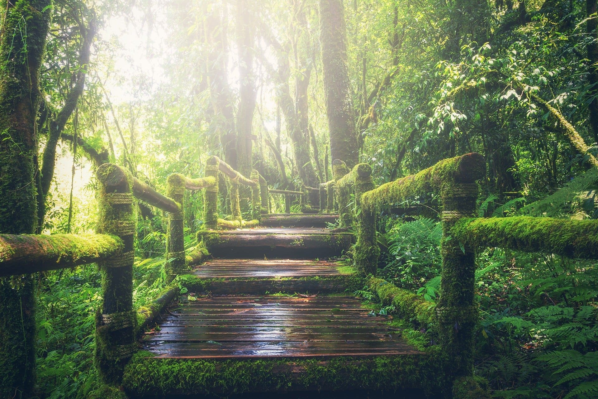 image of a lush green bridge representing air source heat pumps myths