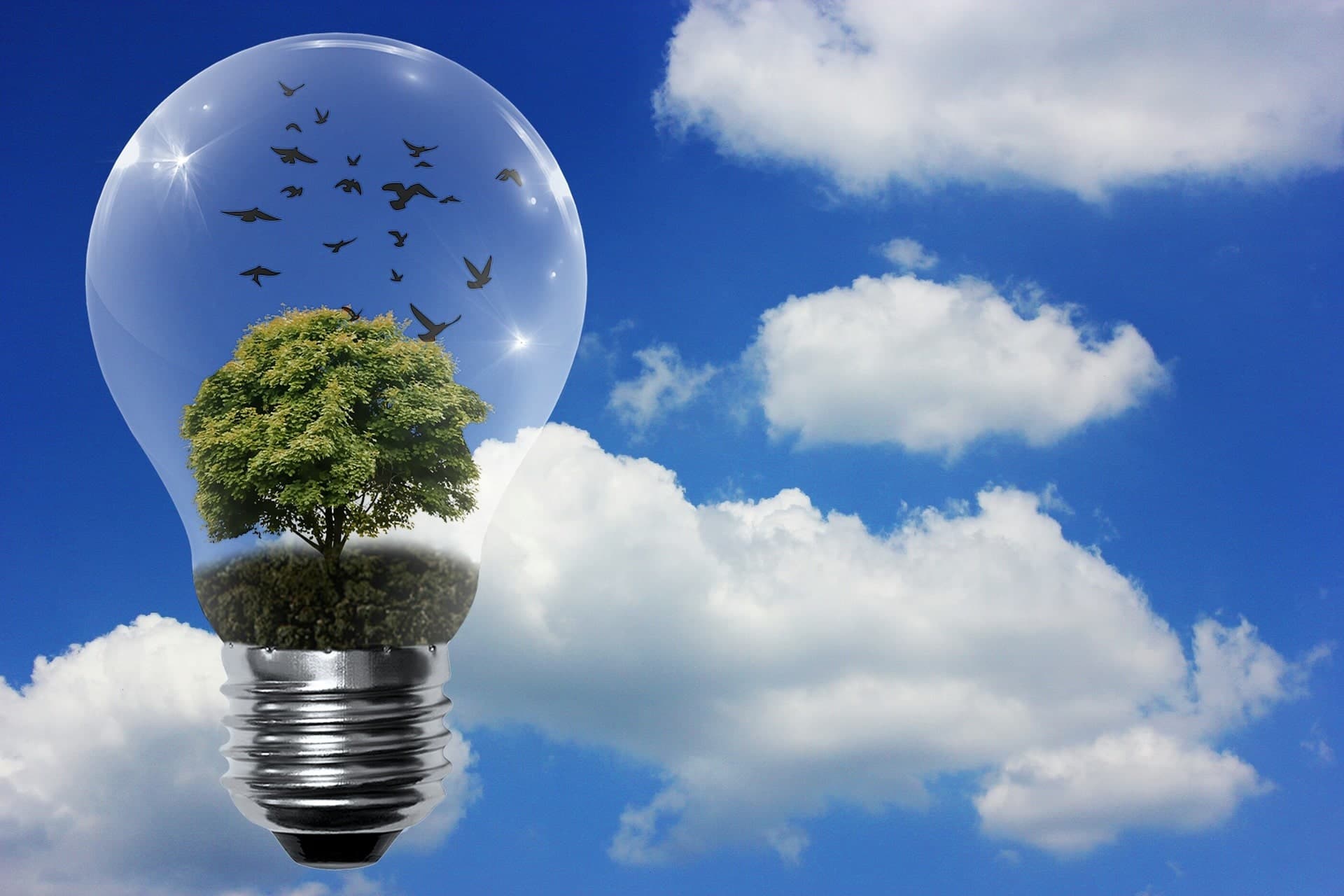 image of a bulb with a tree growing within against the backdrop of a clear blue sky representing renewable energy from ground source heat pumps