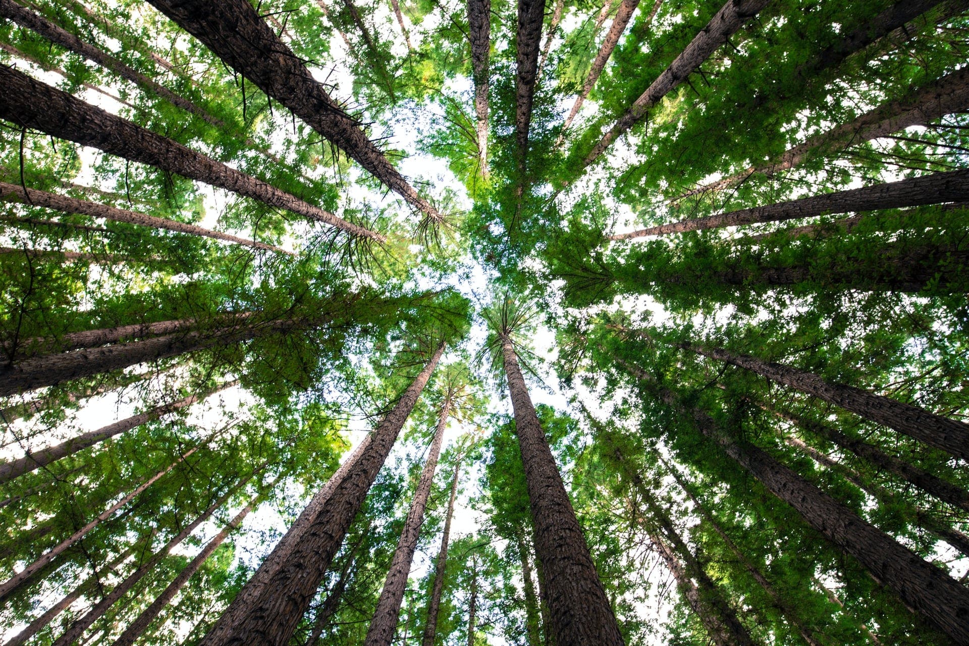 trees growing in the forest representing how are biomass boilers eco-friendly