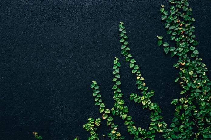 Green lead vines crawling up a black-coloured wall representing it’s time to get your biomass boiler winter-ready.