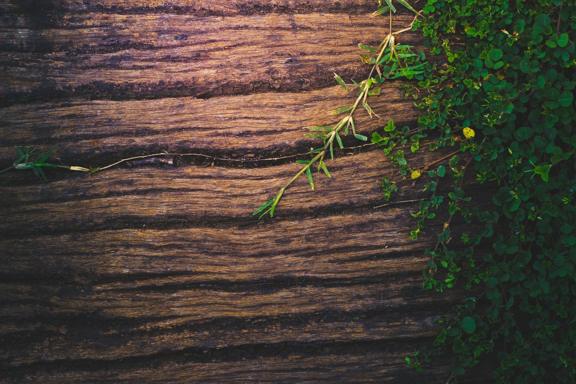 Green leaves on a wooden surface representing why it's important to maintain the efficieny of your air source heat pump