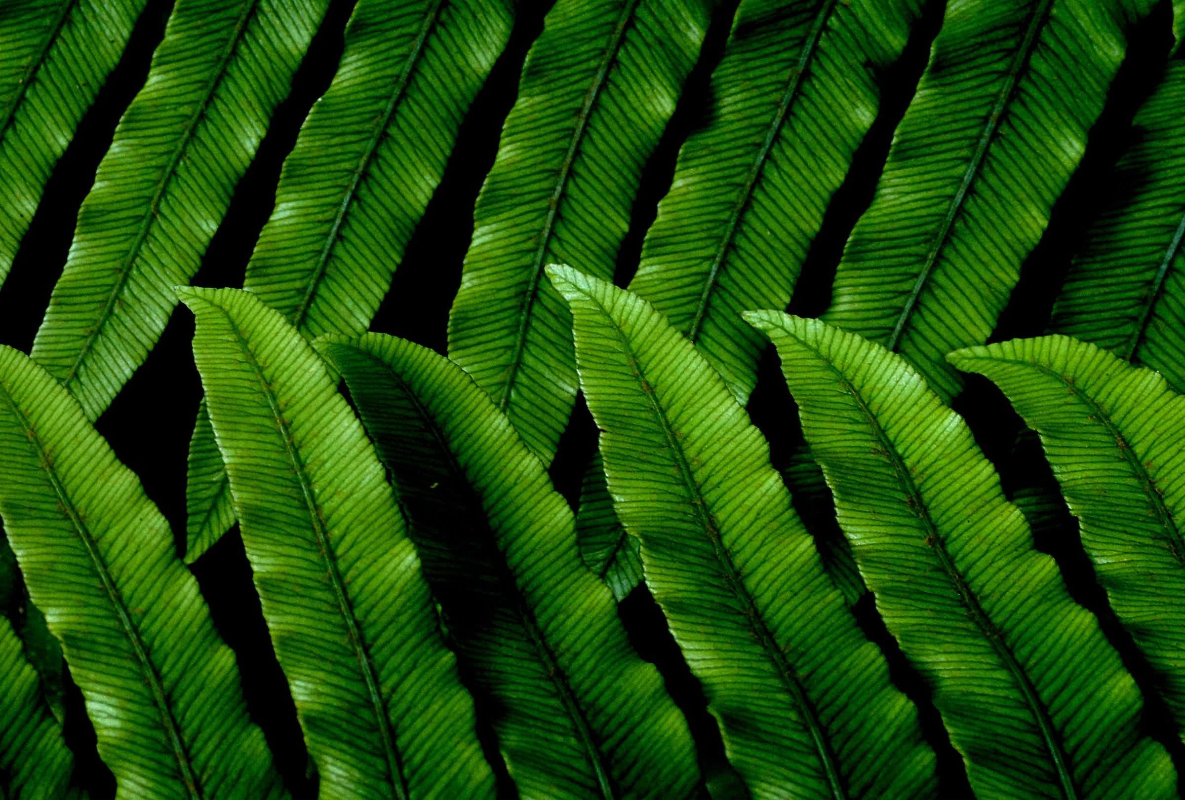 long green leaves representing the usage of green energy & why we should invest in a heat pump