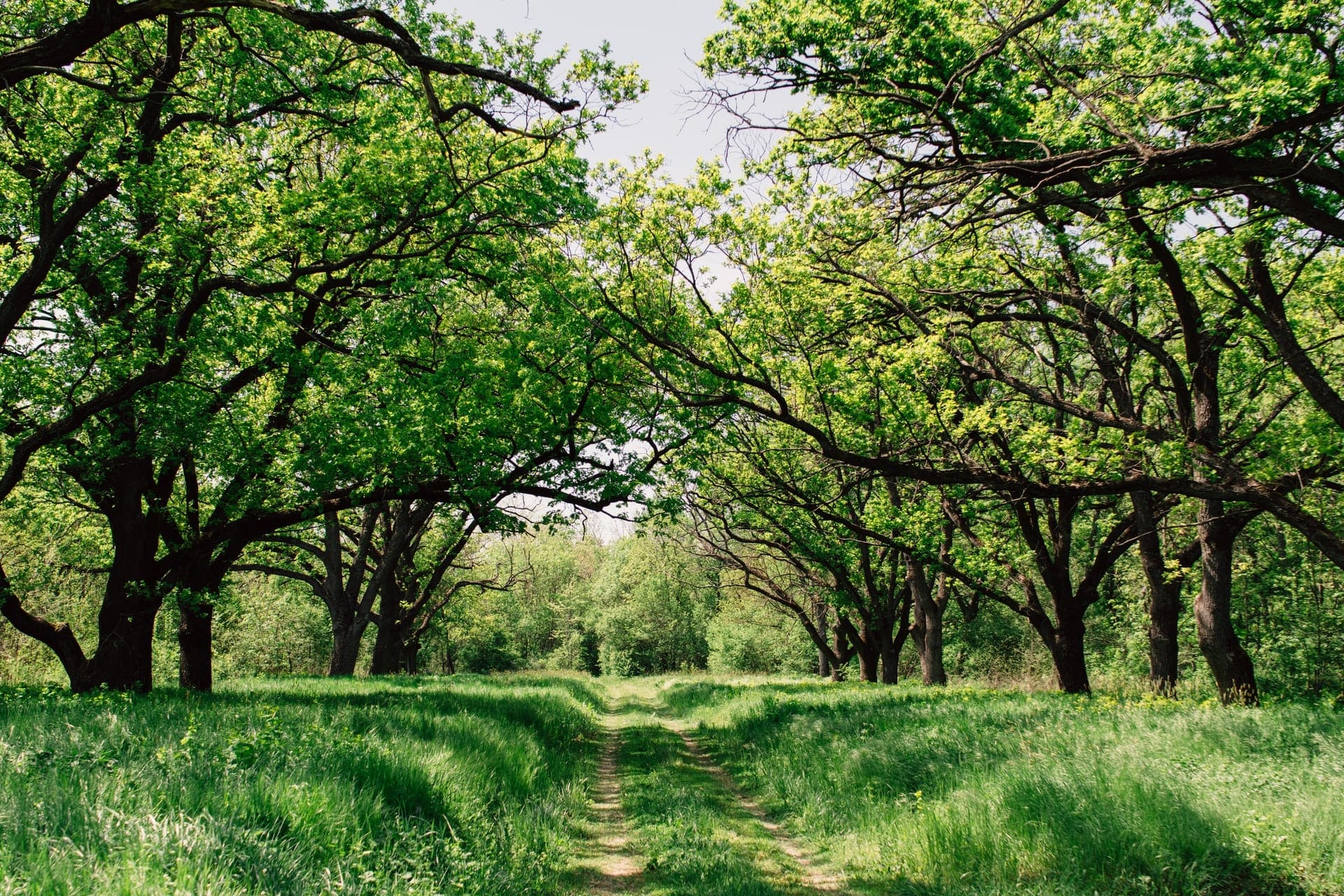 Most common biomass boiler problems can be solved through regular check-ups and maintenance; a small trail in the middle of lush green woods