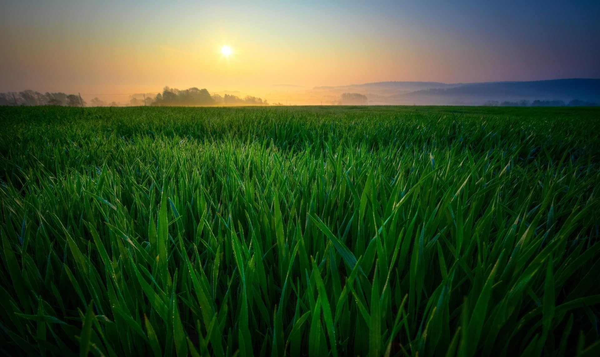 Thermostat Buyer's Guide; the sun setting over an open grass field