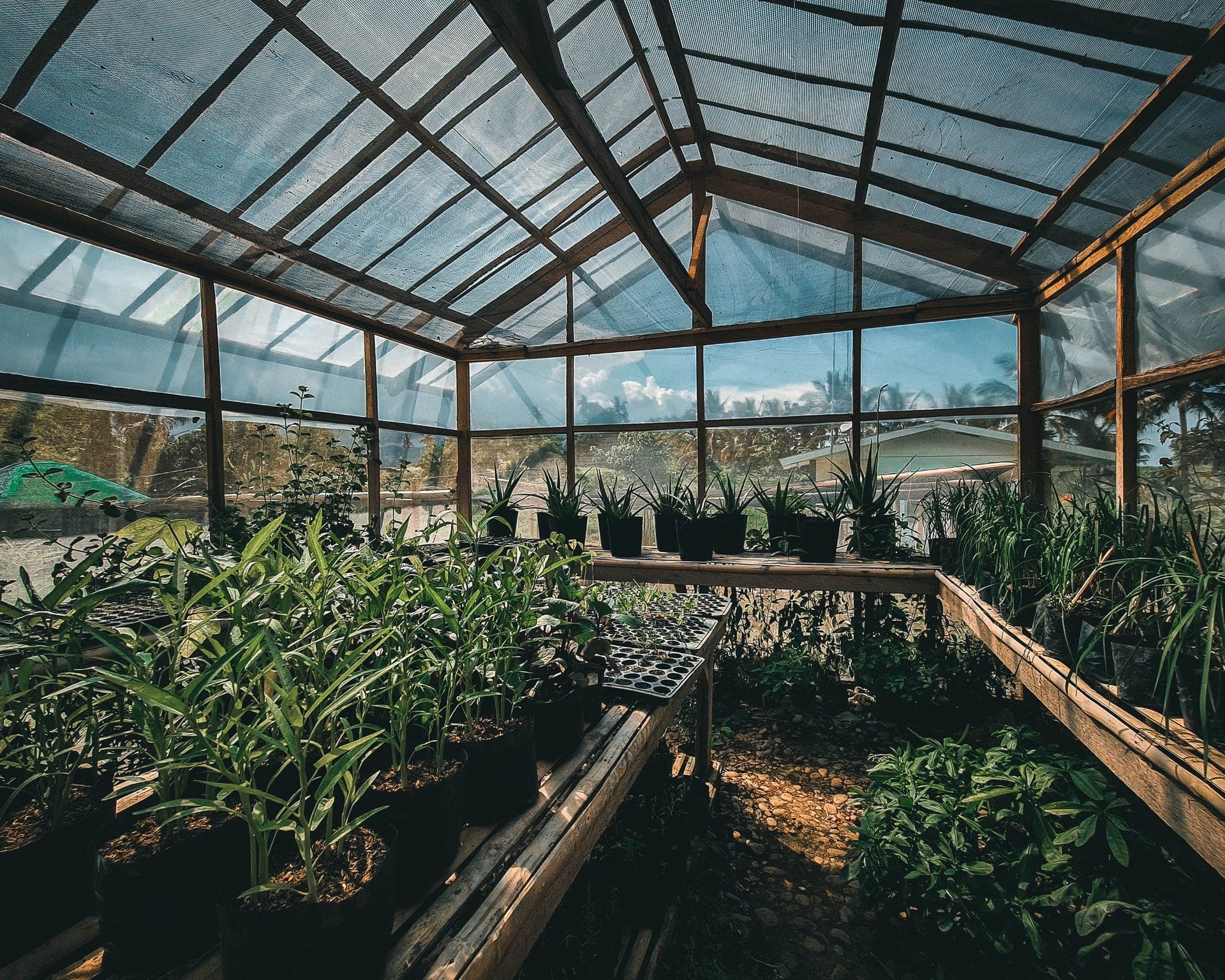 Biomass vs gas boilers; greenhouse filled with different types of plants