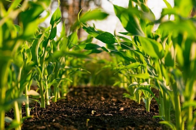 heat pump cleaning; lower angle shot of plants growing on the field