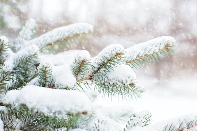 frozen heat pump tips; tree branches covered in ice