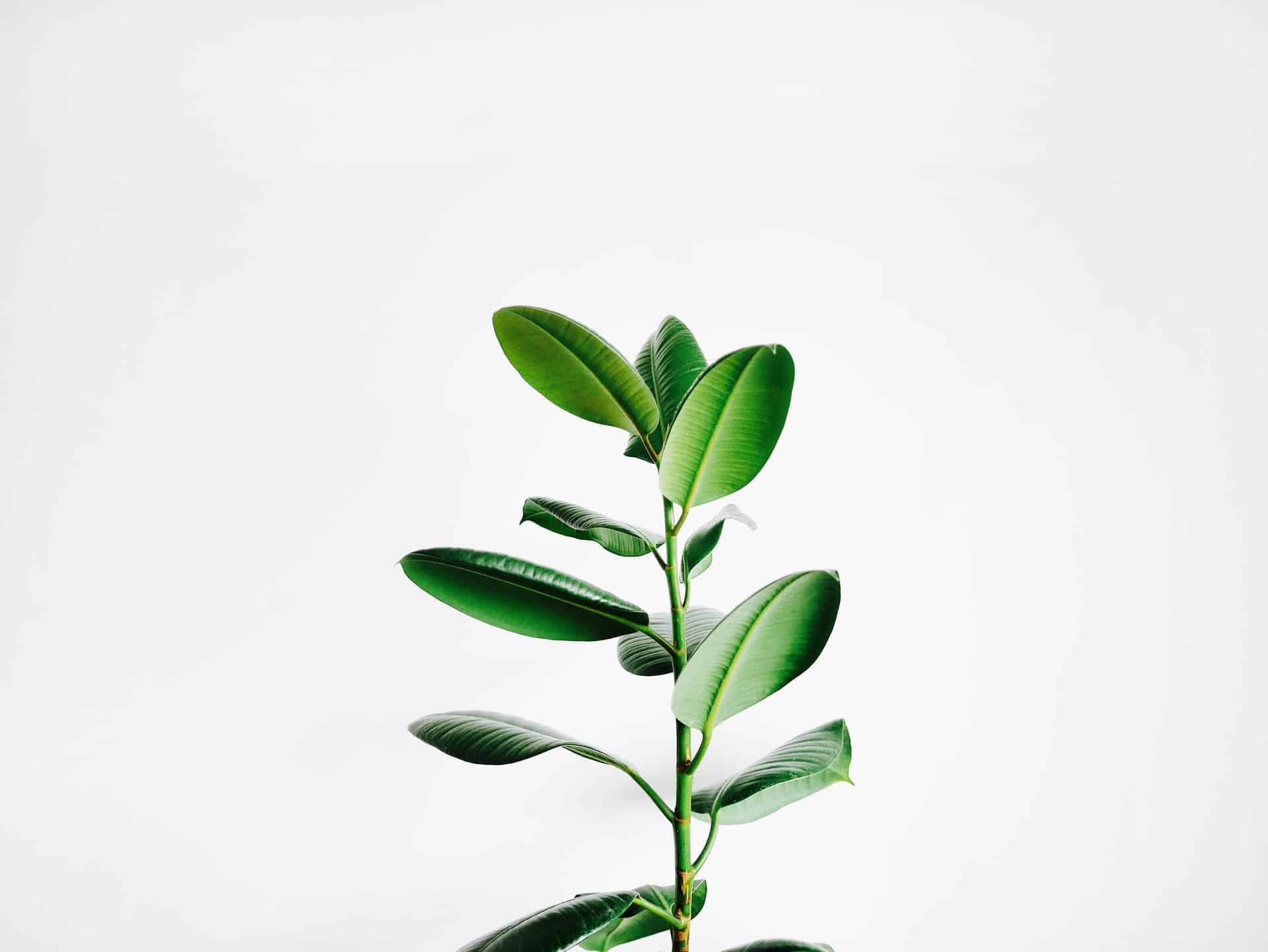 annual maintenance importance ; a small plant kept against a white wall