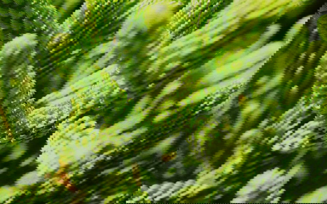 4 Tell-Tale Signs of a Refrigerant Leak In Your Heat Pump