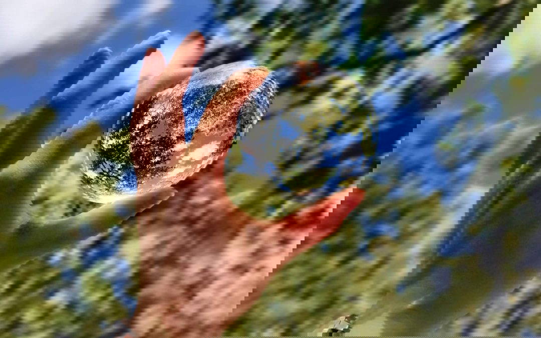 4 Green Initiatives You Can Take for a Better Future